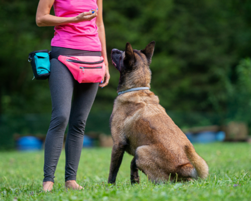 Dog Trainers