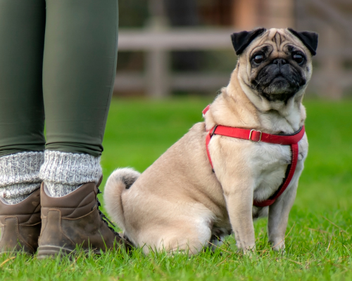 Dog Walkers