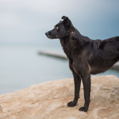 How much do Dog Walkers in Boston cost